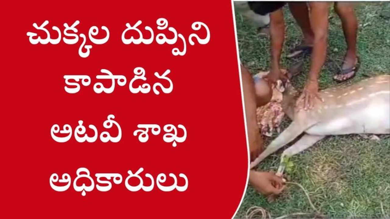 పాతపట్నం: గాయాలతో చుక్కల దుప్పి... ప్రథమ చికిత్స చేసిన అధికారులు
