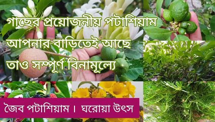 অফুরন্ত জৈব পটাশিয়ামের ঘরোয়া উৎস ।। Homemade Organic Potassium