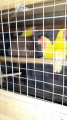 My beautiful lotion red eyes breedar pair