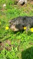 My Dog Likes Picking Flowers