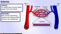 Blood Vessels