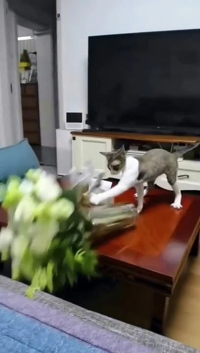 The lion is a large, muscular cat with a tawny coat and a majestic appearance.