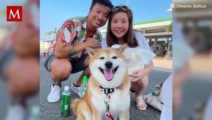 Cheems, el famoso perro de Internet, es reportado enfermo