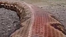 Anaconda