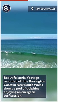 Dolphins Grab Air Time During Energetic Surf Session