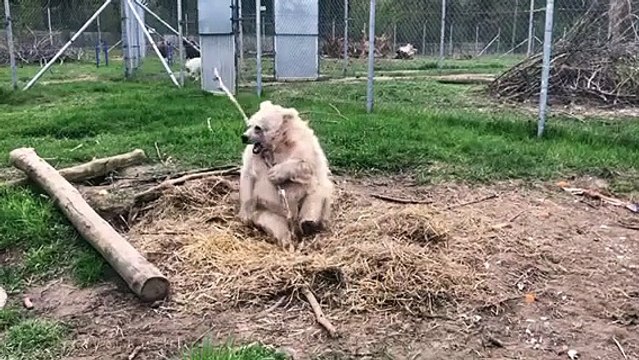Chada The Rescue Bear Enjoys Her Life