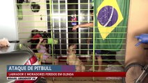 Ataque de pitbull: labrador e moradores feridos em Olinda