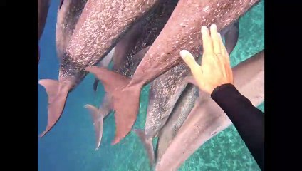 A Pretty Pod of Dolphins