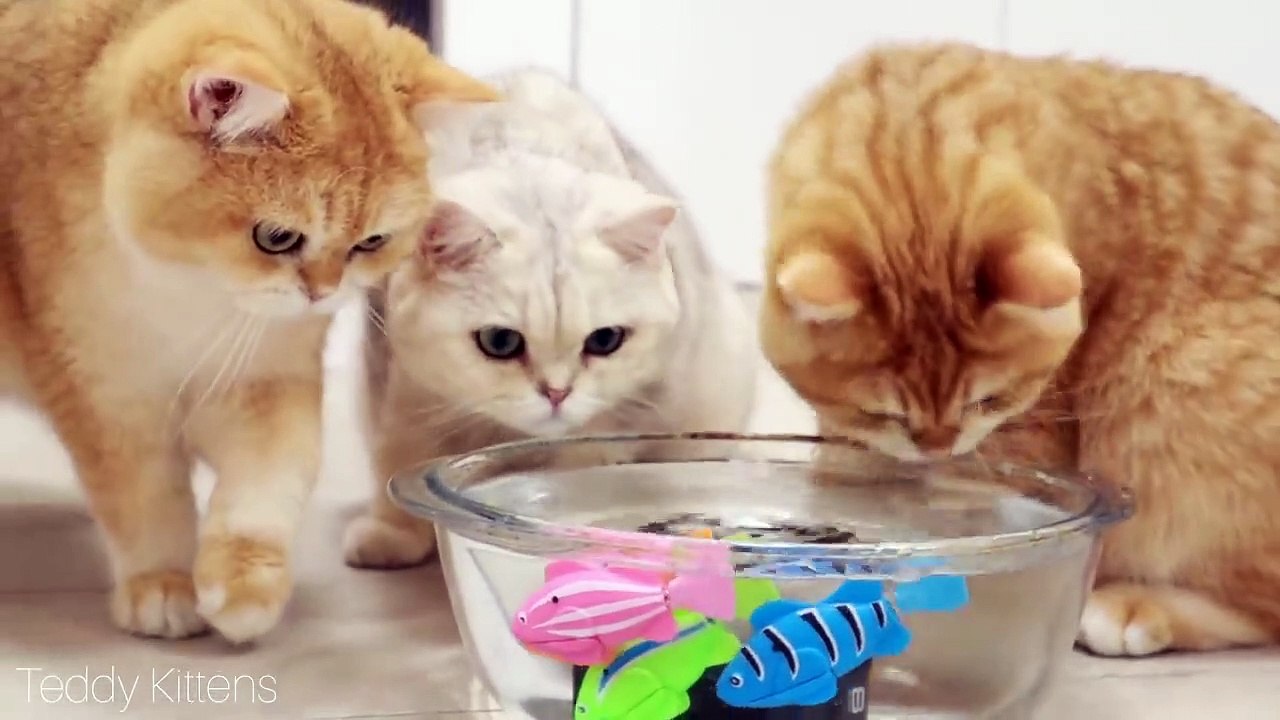 Funny Kittens Сatch a Fish  To funny _ To cute