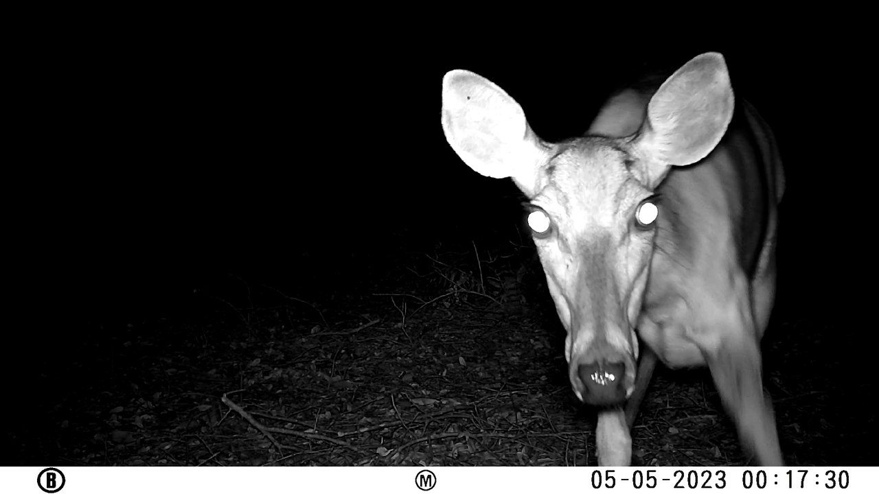 Wildlife Camera #1