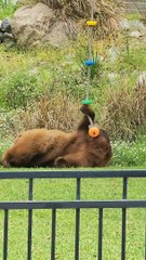 Blondie the Black Bear Plays With Rope Toy