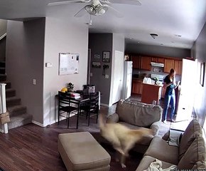 Dog Gets The Zoomies