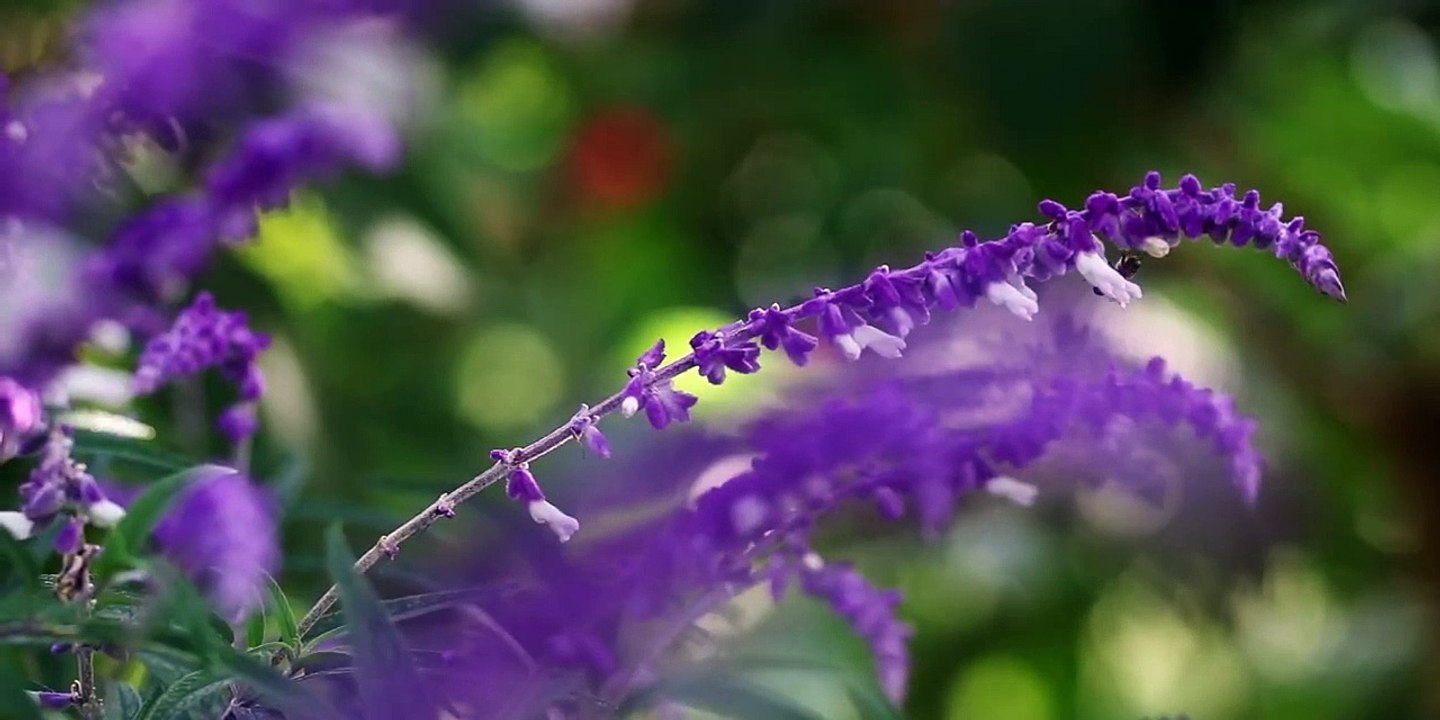 Crisantemos salvajes entre hojas de mi agenda metí una flor | movie | 2023 | Official Trailer