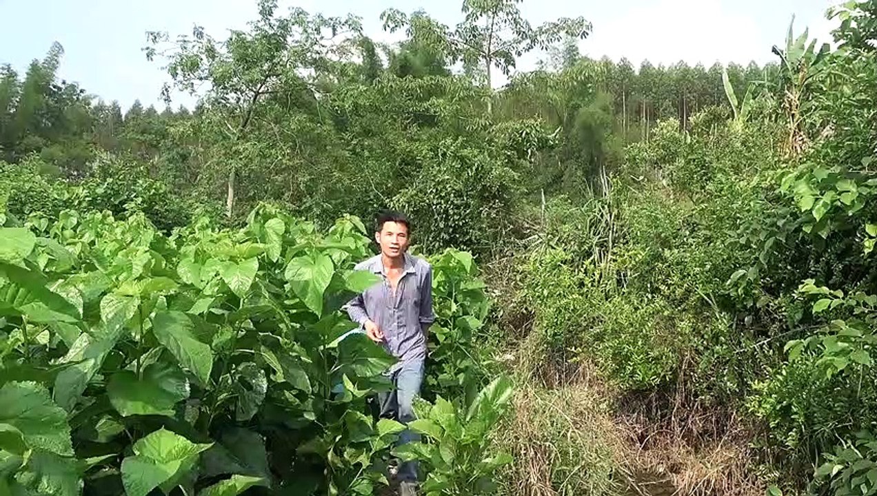 这条黄鳝小莫都抓不稳，大家看算不算广西鳝王【壮乡小莫】