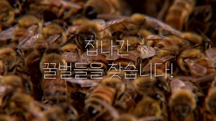 [뉴스라이더] "집 나간 꿀벌을 찾습니다"...'꿀벌 실종' 원인은? / YTN