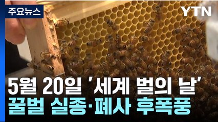 [뉴스라이더] '세계 벌의 날' 앞두고 깊어지는 양봉 농가의 '한숨' / YTN