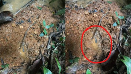 Hallan nuevas pistas de los menores desaparecidos en espesa selva colombiana