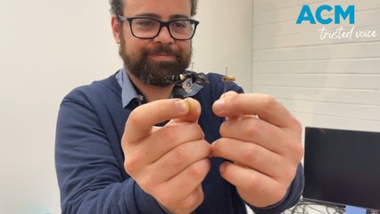 Discover the World's Largest Bee on World Bee Day 🐝