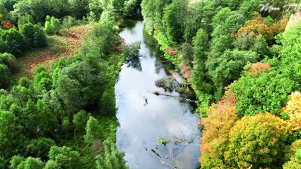 Tranquil Strings - Classical Guitar Music for Relaxing Moments