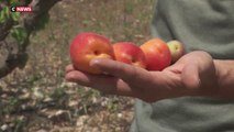 Sécheresse : jusqu’à 90% de pertes dans les cultures d’abricots et de nectarines cette année
