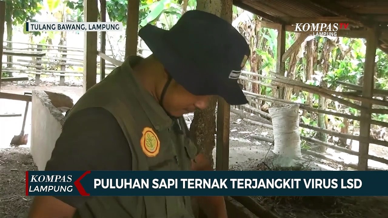 Puluhan Sapi Ternak Terjangkit Virus Lumpy Skin Disease