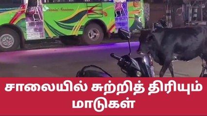பரமக்குடி சாலைகளில் சுற்றி திரியும் மாடுகளால் விபத்து !