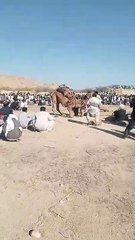 The owner of Melhavant of camels is dancing on the victory of the camel