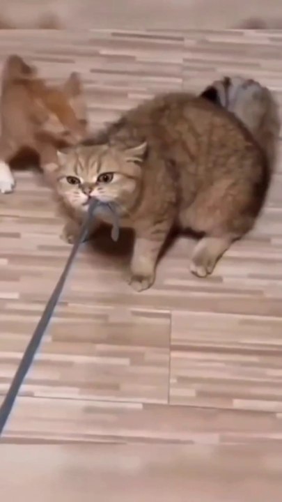 Funny cat