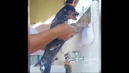 New Funny Videos 2023  Cutest Cats and Dogs  Part 59