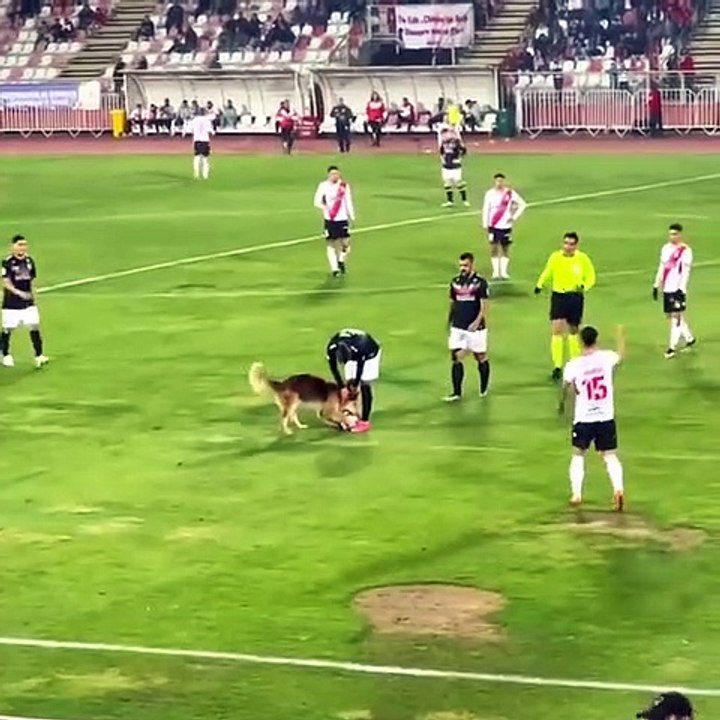 Au Chili, un chien s'invite en plein match de foot et prend le ballon !