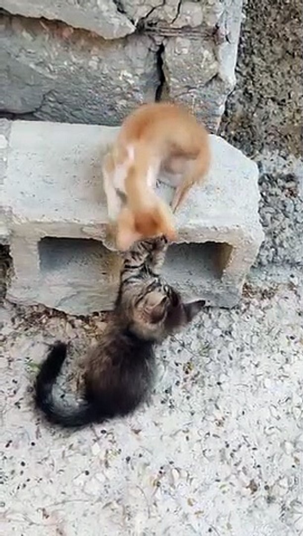 entertainment video