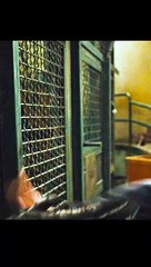 Caesar knows only gorilla can help him ✨