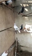 Silver Sabaz Chap Male birds lover Pegions