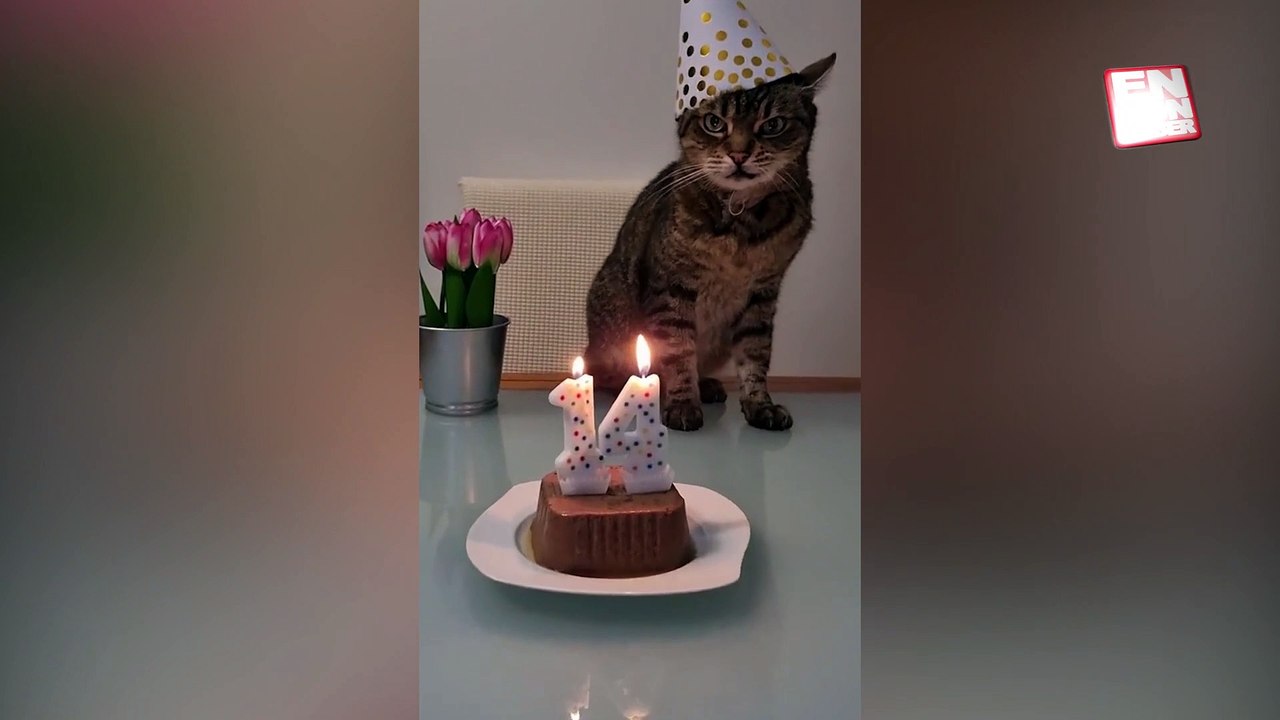 Doğum günü pastasını beğenmeyen sevimli kedi