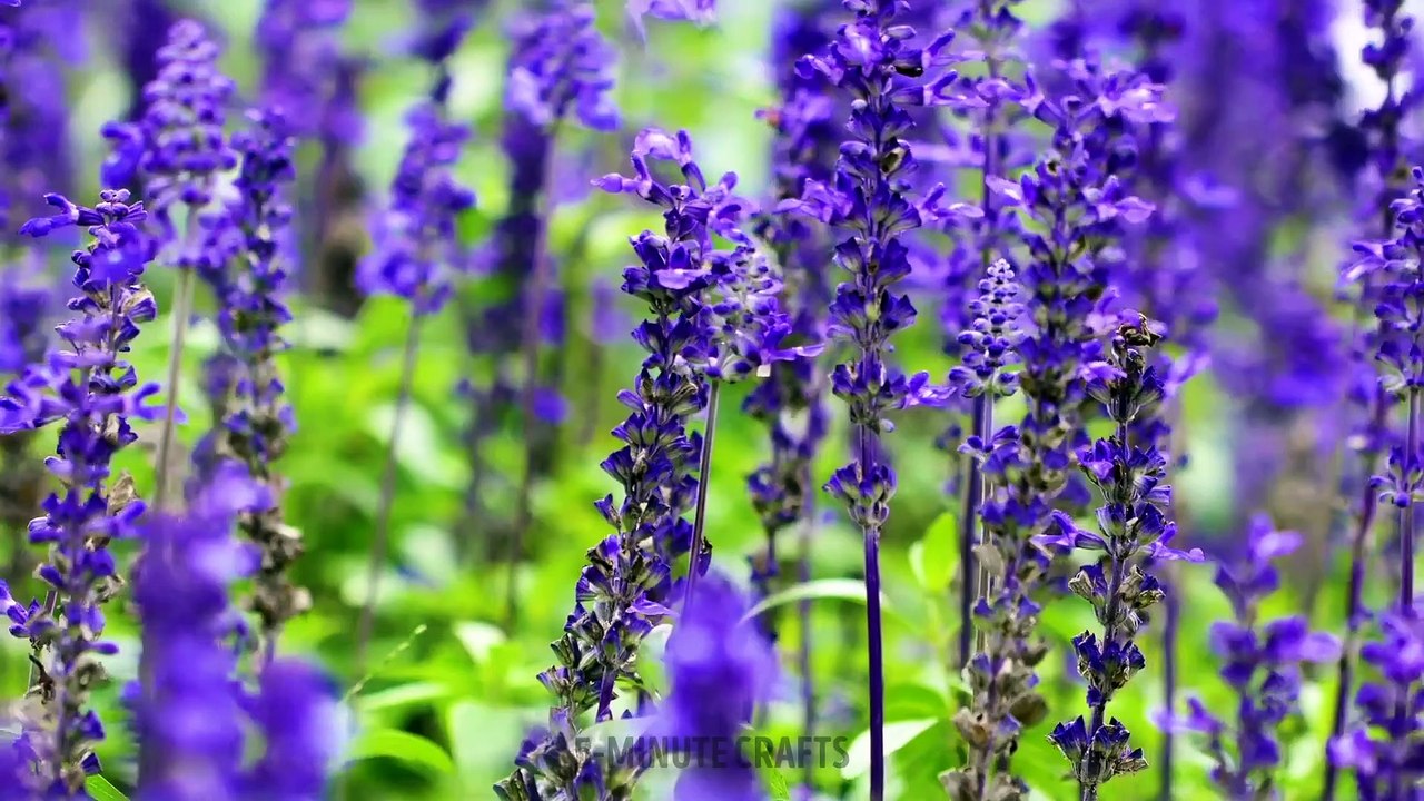 Gardening Hacks You Should Know -- Easy Ways To Grow Lovely House Plants