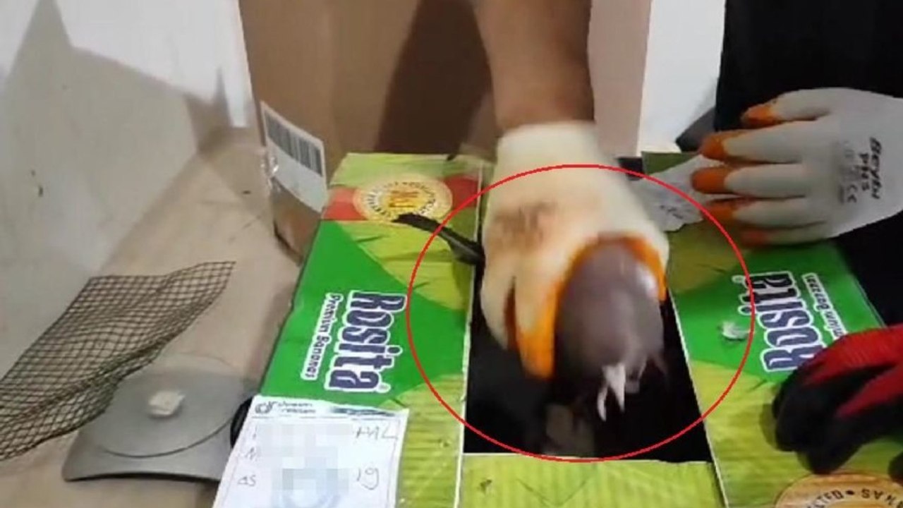 ‘Bu güvercinler değerli değil’ deyince zula ortaya çıktı