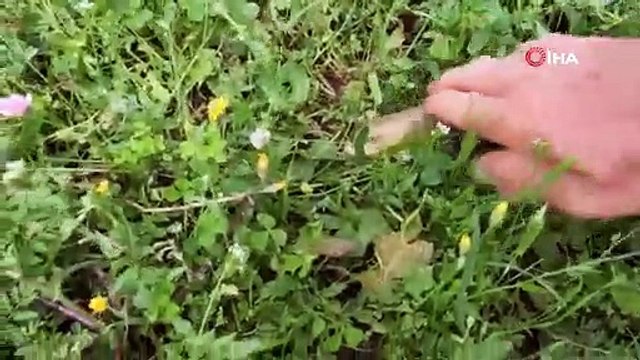 Eliyle yakaladı: Herkes yılan sanıyor!