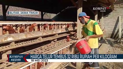 Harga Telur Ayam Tembus 32 Ribu Rupiah Per Kilogram