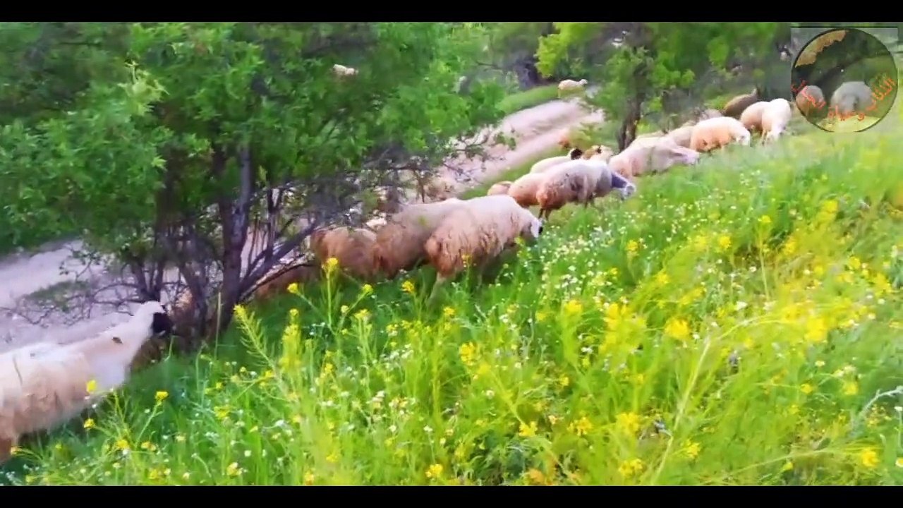 رعاة الغنم ـ ربيع افضل المراعي في العالم