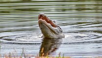 Florida: Mann rettet Hund aus dem Maul eines Krokodils