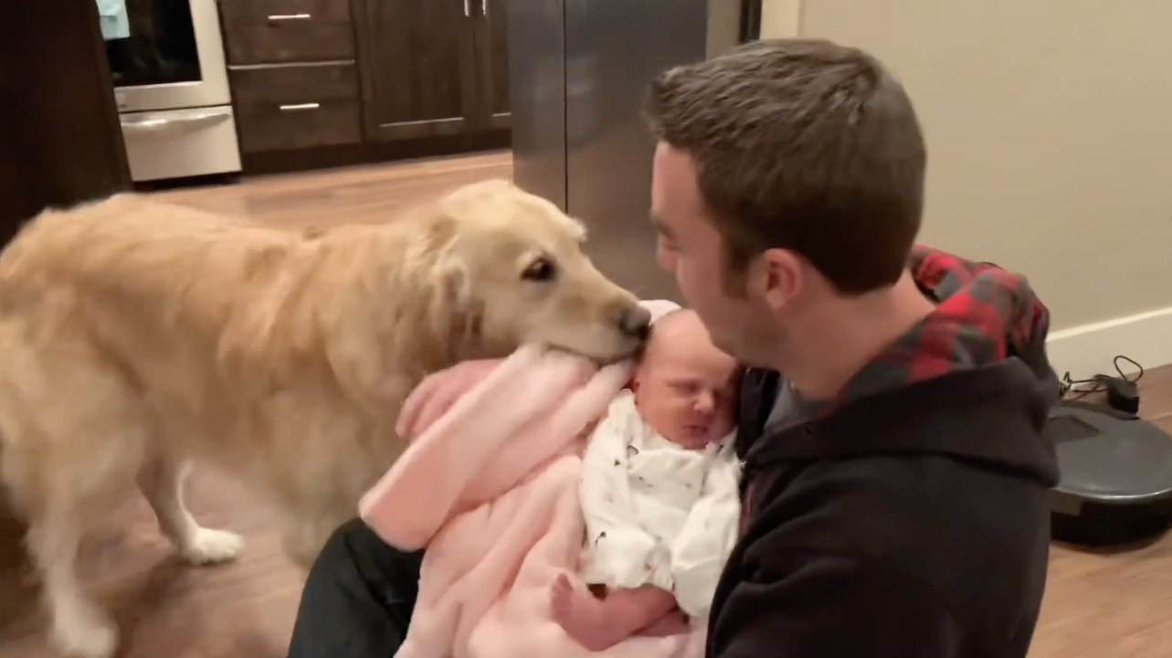 Golden Retriever Excitedly Meets New Baby | Wild-ish TV