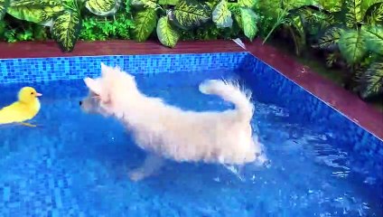 Bon Bon Rides Supermarket Escalator