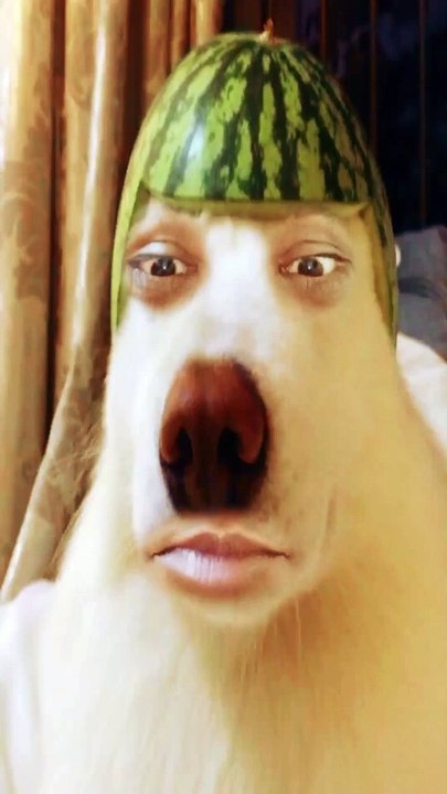 Cat & Dog Sing A Song Rinkiya Ke PAPA❤️#shorts #ytshorts #cats #virl