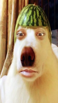 Cat & Dog Sing A Song Rinkiya Ke PAPA❤️#shorts #ytshorts #cats #virl