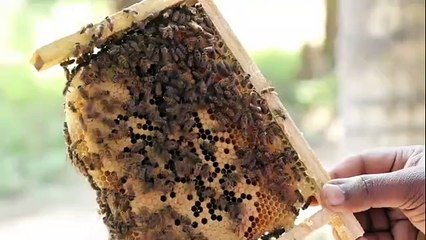 MENCOBA MADU HUTAN DIMAKAN DENGAN SARANGNYA
