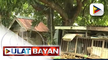 Pet owner, hindi pa rin matanggap ang pagkamatay ng 5 alagang aso