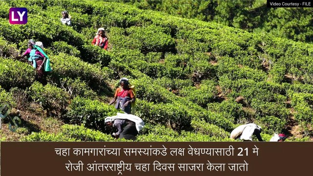 International Tea Day: आंतरराष्ट्रीय चहा दिवसाचा इतिहास, जाणून घ्या