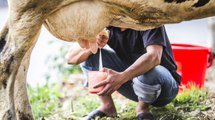 ¿Qué relación hay entre la disminución de la producción de leche y la ola de calor en Atlántico?