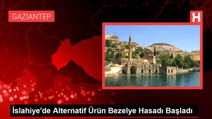 İslahiye'de Alternatif Ürün Bezelye Hasadı Başladı