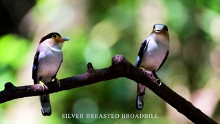 AMAZING BIRDS Beautiful birds  inhabit all terrestrial on the planet earth. Small BIRDS